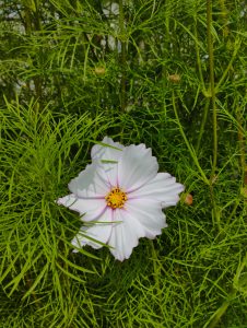 A single white cosmos flower with delicate pink edges is prominently displayed against a background of vibrant green, feathery foliage.