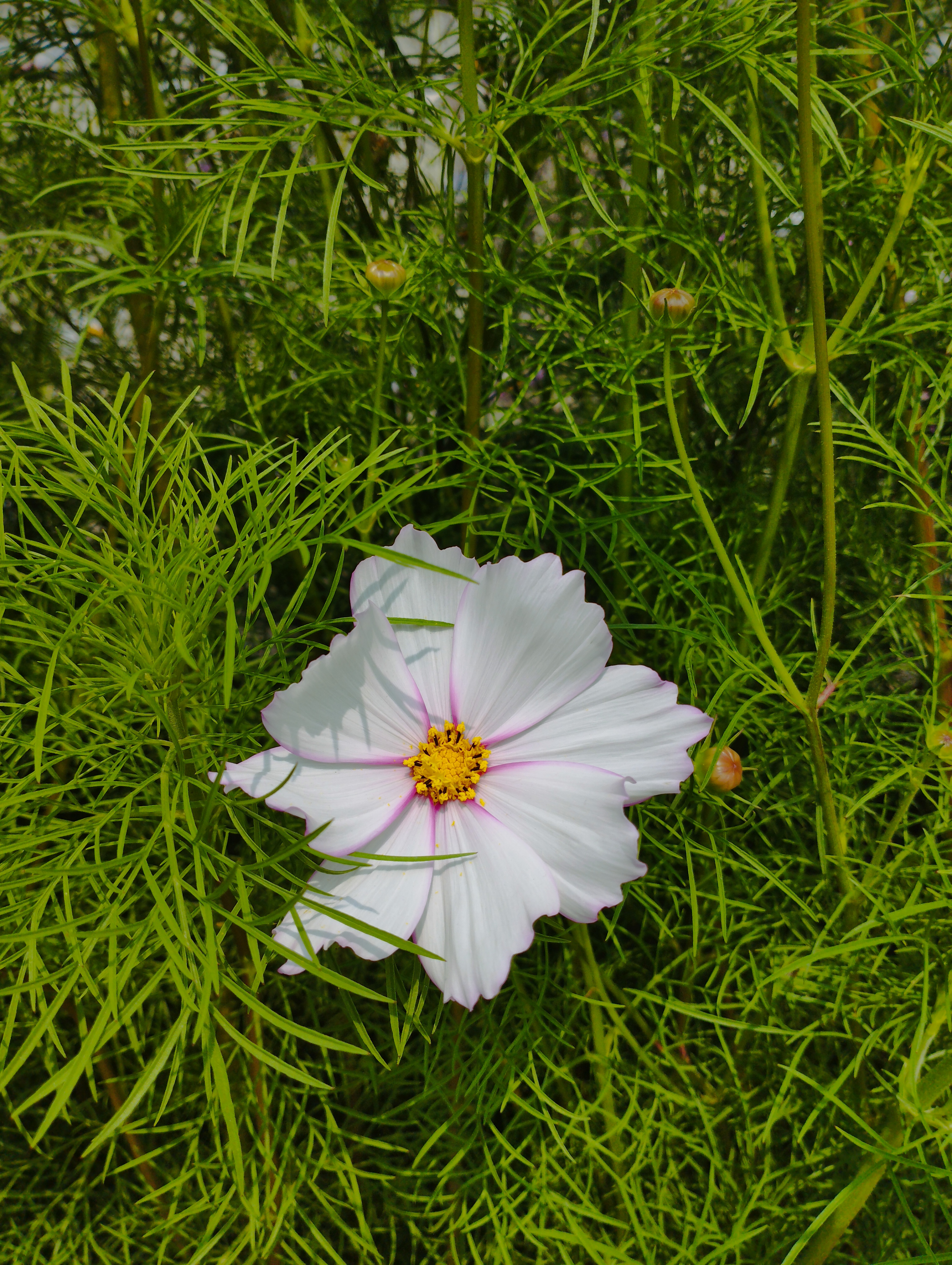 A single white cosmos flower with delicate pink edges is prominently displayed against a background of vibrant green, feathery foliage.