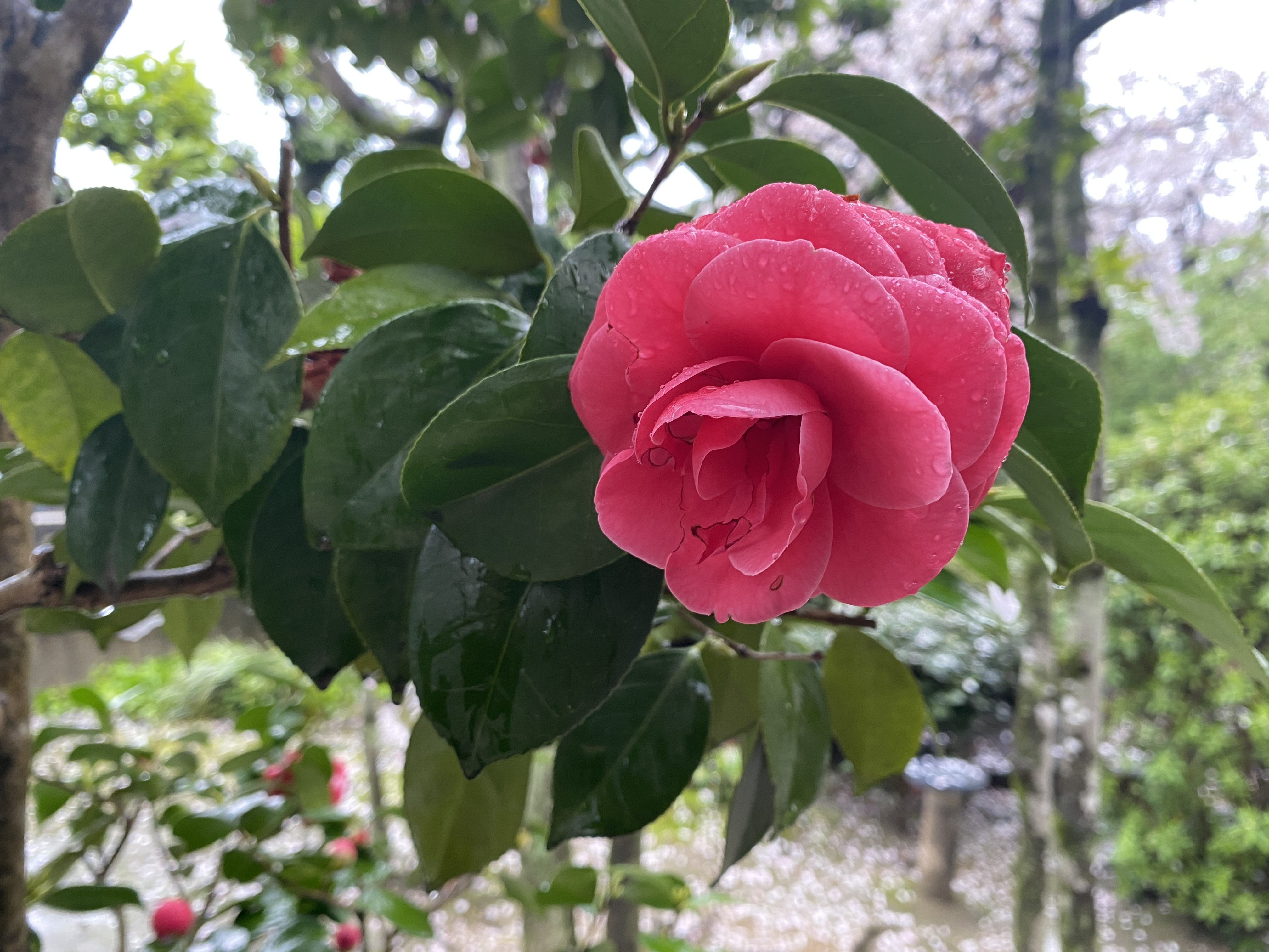 A pink flower amongst a backdrop of green leaves.