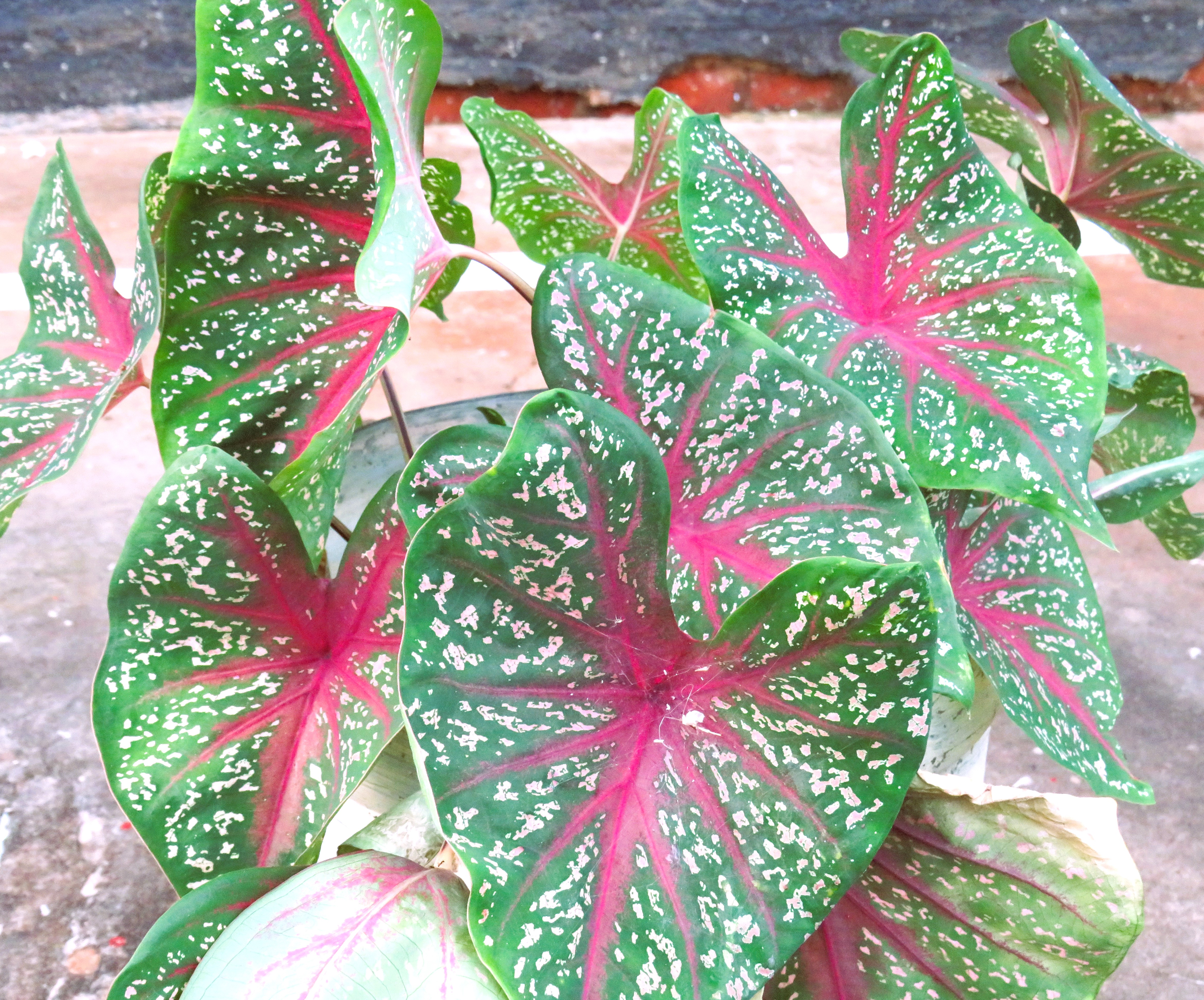 Caladium leaves with pink centers, green speckled edges, on a concrete background