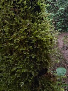 Close-up of green moss growing on a tree trunk in a humid forest. Small, shiny leaves are visible, with a blurred natural path in the background.