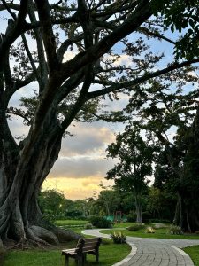 A peaceful park scene features a large, leafy tree with sprawling branches dominating the foreground. In the background, a winding stone path leads through lush green grass and various trees, with a soft sunset glow illuminating the sky.