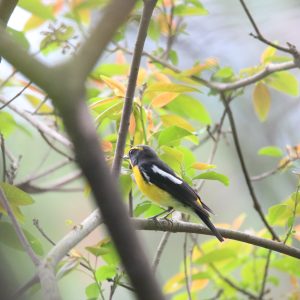A Narcissus Flycatcher perched on a branch.