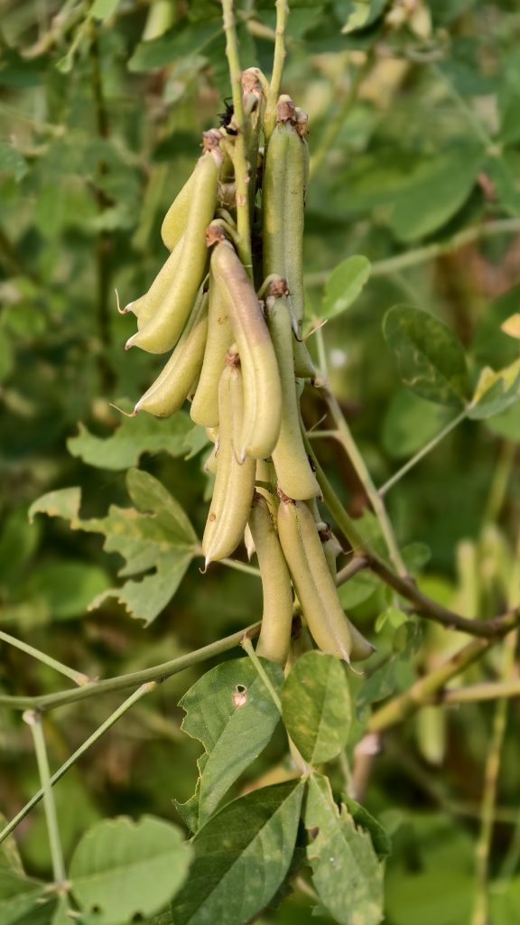 A close-up of green pods growing on a plant branch, surrounded by lush green foliage.