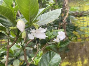 Close-up of a white flower with delicate petals and buds on a lush green plant. The background features more foliage and a blurred garden scene.
