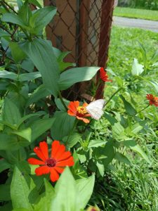 A close-up photo of vibrant orange flowers with green leaves, featuring a white butterfly perched on one of the flowers.