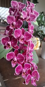 A cluster of vibrant pink orchids with intricate white speckles is displayed against a blurred background