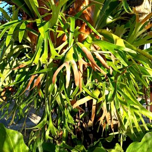 A beautiful Cacho de Venado plant.