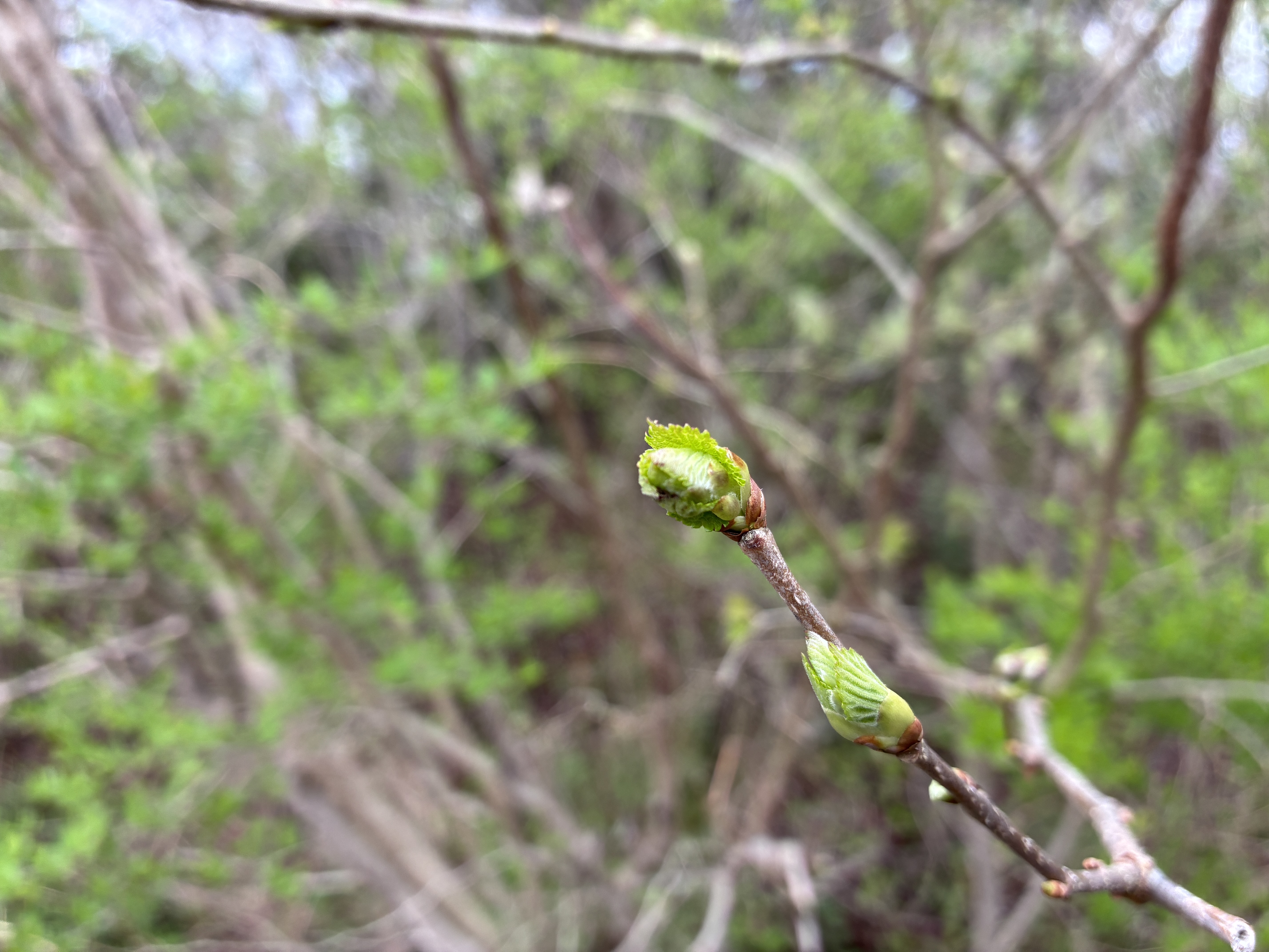 A close-up view of a budding branch with two green buds emerging from a thin brown stem.