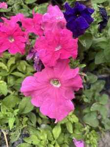 A close-up photograph of vibrant flowers in various shades of pink and purple, surrounded by green foliage.