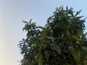 Lush green tree branches with clusters of small white flowers, set against a clear blue sky, creating a serene and fresh atmosphere.