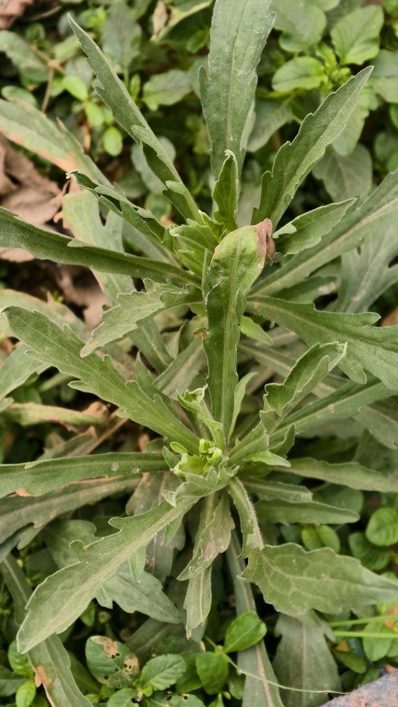 A close-up view of a leafy green plant with elongated, serrated leaves, growing amidst other smaller green plants and some fallen leaves.