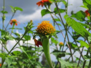 A side view of a young flower shows a round orange-yellow center with small petals, growing on a thick green stem.