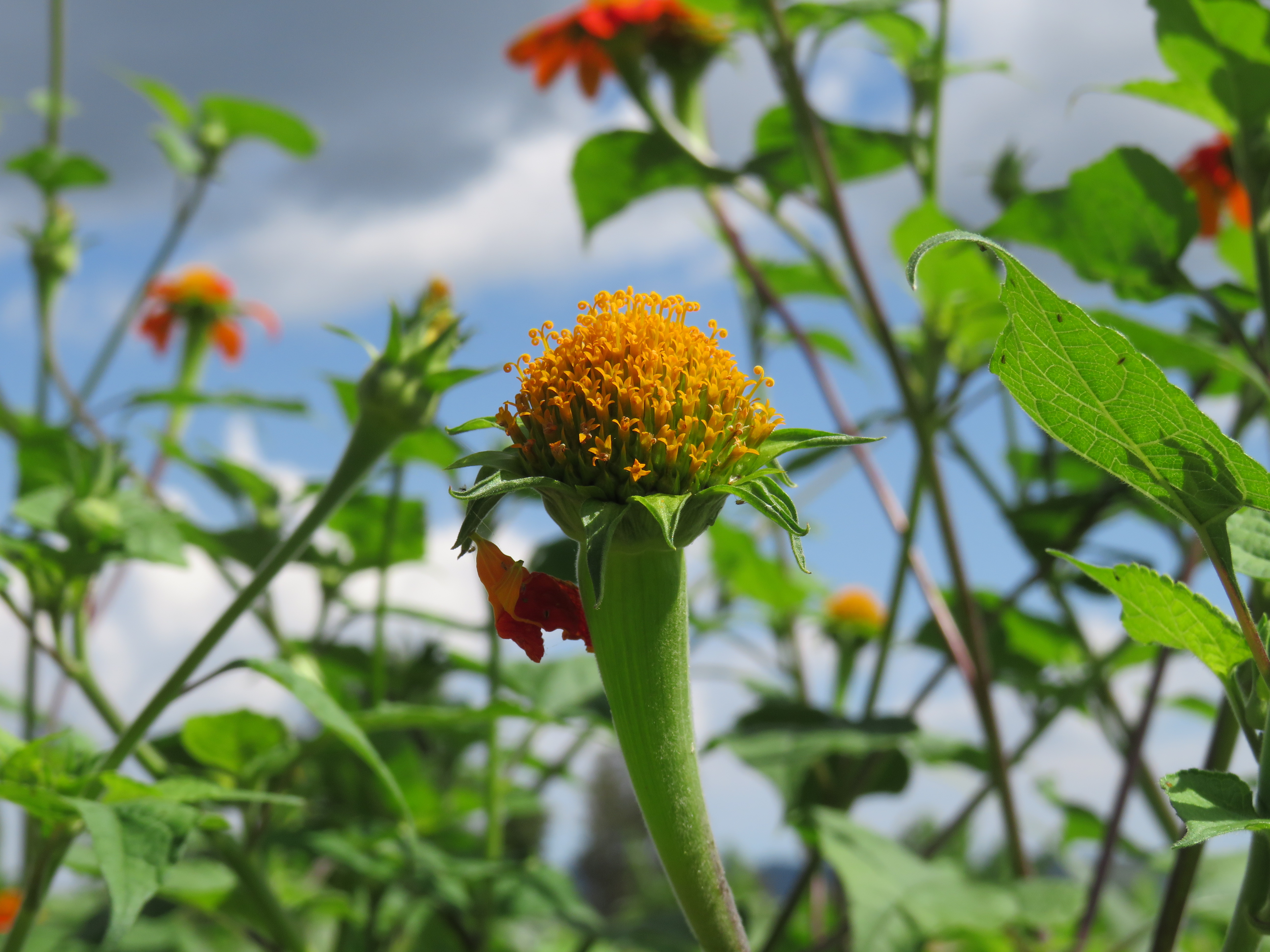 A side view of a young flower shows a round orange-yellow center with small petals, growing on a thick green stem.