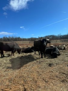 A group of buffalo rest and stand in a dry grassy field under a clear blue sky, with one buffalo facing the camera in the center.