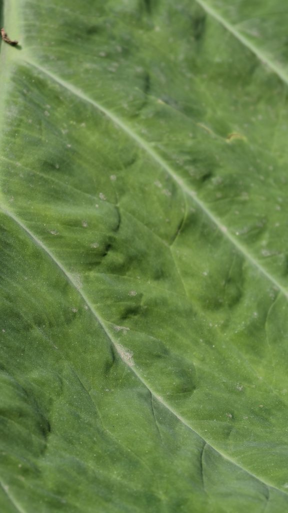 Close-up of a large green leaf showing its texture with prominent diagonal veins and a dusty surface.