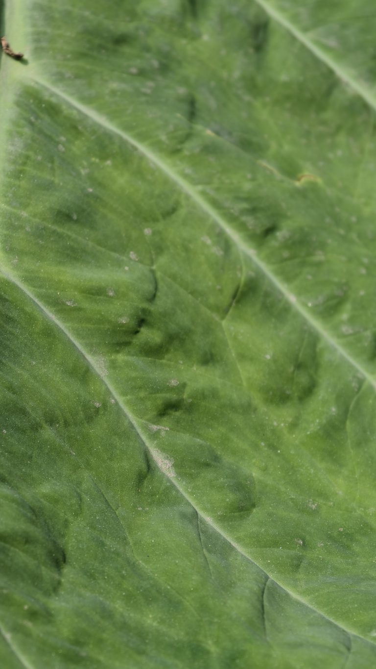 Close-up of a large green leaf showing its texture with prominent diagonal veins and a dusty surface.