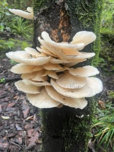 A large cluster of white oyster mushrooms grows from the side of a dark mossy tree trunk in a forest