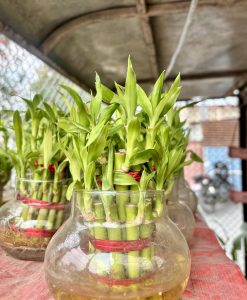 A close-up view of multiple glass vases filled with green bamboo stalks. The bamboo plants are arranged upright with bright green leaves emerging from the top, and each vase is adorned with a red ribbon around the stems. The vases are placed on a wooden surface, and there is a blurred background suggesting an outdoor setting.