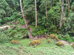 A lush green landscape featuring a small wooden bridge over a stream
