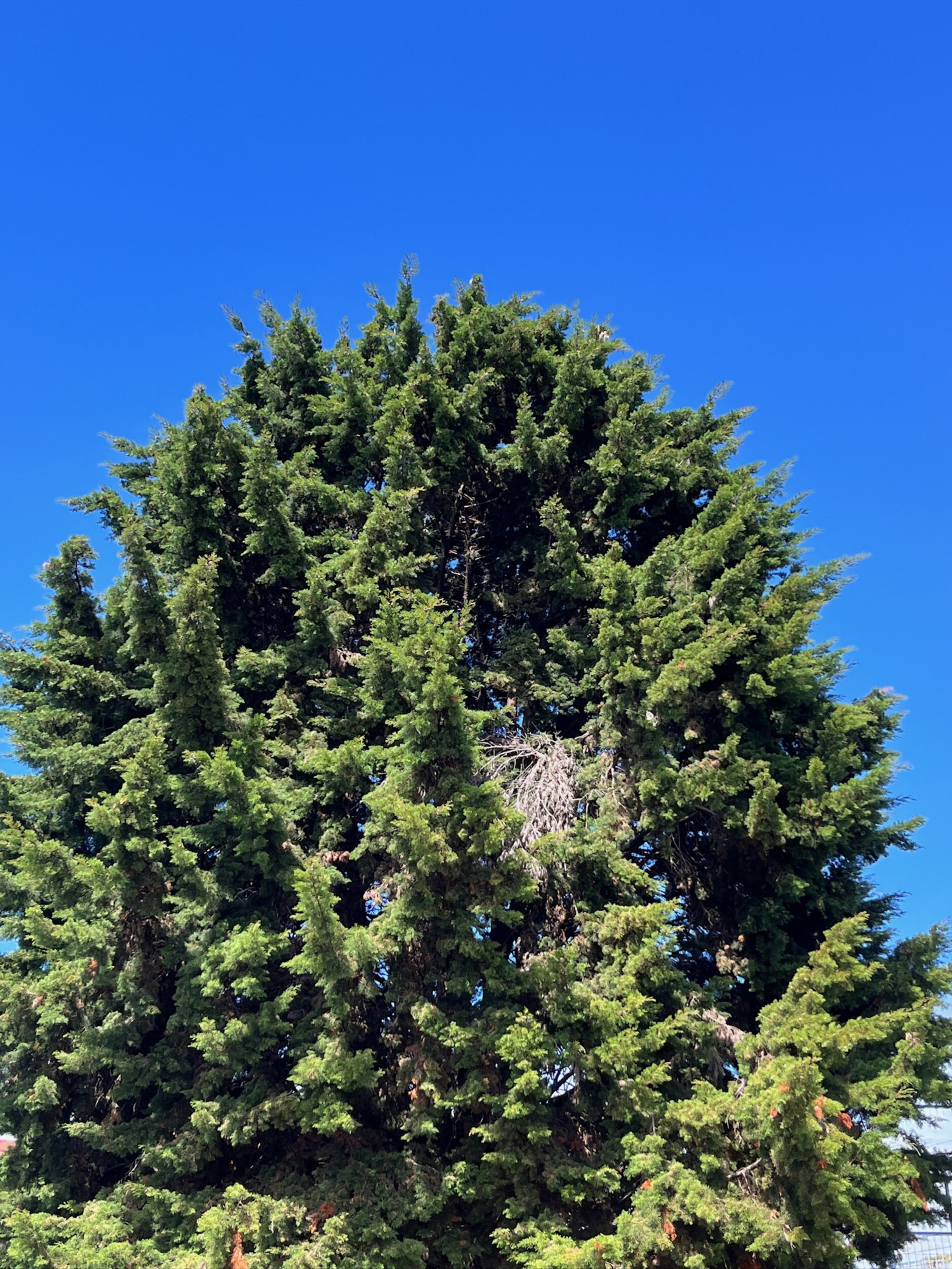 A tall conifer tree with dense, green foliage stands against a clear blue sky. The tree features a rounded top and branches extending outward, showcasing the lush greenery typical of coniferous trees.
