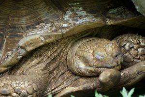 Turtle resting with eyes closed on the ground in a natural environment.