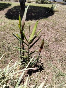 Here are some beautiful photos of plants and shadows that show how light can transform simple natural scenes into something artistic and calming. The sunlight filters through leaves and branches, creating soft or sharp shadow patterns on walls, floors, and surfaces. Each image captures a different mood—some are warm and golden, others are minimal a