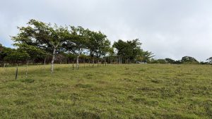 A wide grassy landscape featuring a gentle slope, bordered by a line of trees on the left. The sky is partly cloudy, with patches of soft light filtering through. In the distance, brown cattle can be seen grazing near the trees. The overall scene conveys a calm and serene rural atmosphere.