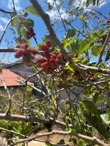 Close-up of a mulberry branch with small red fruits, green leaves, and a blue sky in the background.
