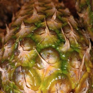 A close-up view of a pineapple's textured skin, showcasing its spiky, greenish-brown surface with distinct bumps and ridges.