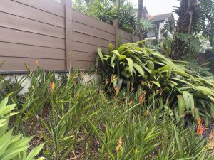 A garden bed with tall green plants and small orange-red flowers growing along a wooden fence, with a house partially visible behind.