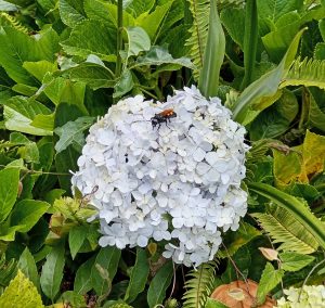 A close-up of a cluster of white hydrangea flowers, with a small black and orange insect resting on top. The background features various shades of green foliage, including leaves from other plants and ferns.