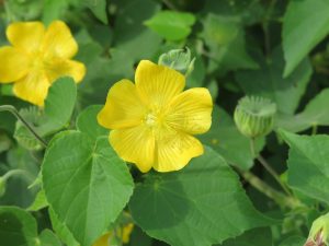 A bright yellow wildflower with five petals and yellow stamens is centered, surrounded by heart-shaped green leaves.
