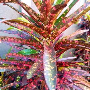 A close-up view of a vibrant, multi-colored plant with long, narrow leaves displaying a mix of red, pink, and green hues, featuring distinctive spots and patterns. The background is softly blurred, highlighting the plant's striking colors.