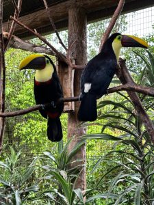 Two toucans perched on branches in a lush, green environment. One toucan has a vibrant yellow bill with a black body and a red throat, while the other displays a similar color pattern. Surrounding them are leafy plants, and a wire mesh fence can be seen in the background, indicating an enclosure.