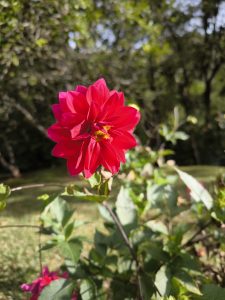 
A vivid, bright pink flower stands out against a blurred green background. 