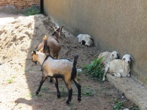 Goats and sheep rest in the shade by a concrete wall, with goats on the ground and sheep on a low ledge.
