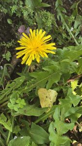 Bright yellow dandelion flower with an ant on a petal, surrounded by green leaves and clover.
