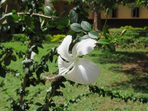 A white hibiscus flower with a long stamen is in focus. It has open, ruffled petals and is set against dark green leaves and a sunny garden background.
