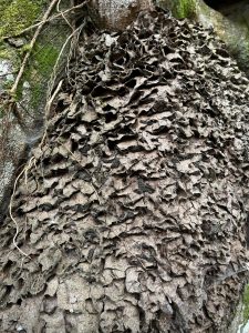 A close-up of a tree trunk showing rough, cracked bark with layered textures.