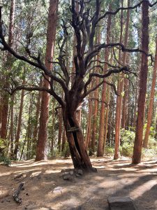 A spooky-looking tree with red trees in the background at Prusia Forest, Costa Rica.