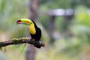 A colorful toucan perched on a moss-covered branch, showcasing its vibrant yellow, black, and green feathers. 