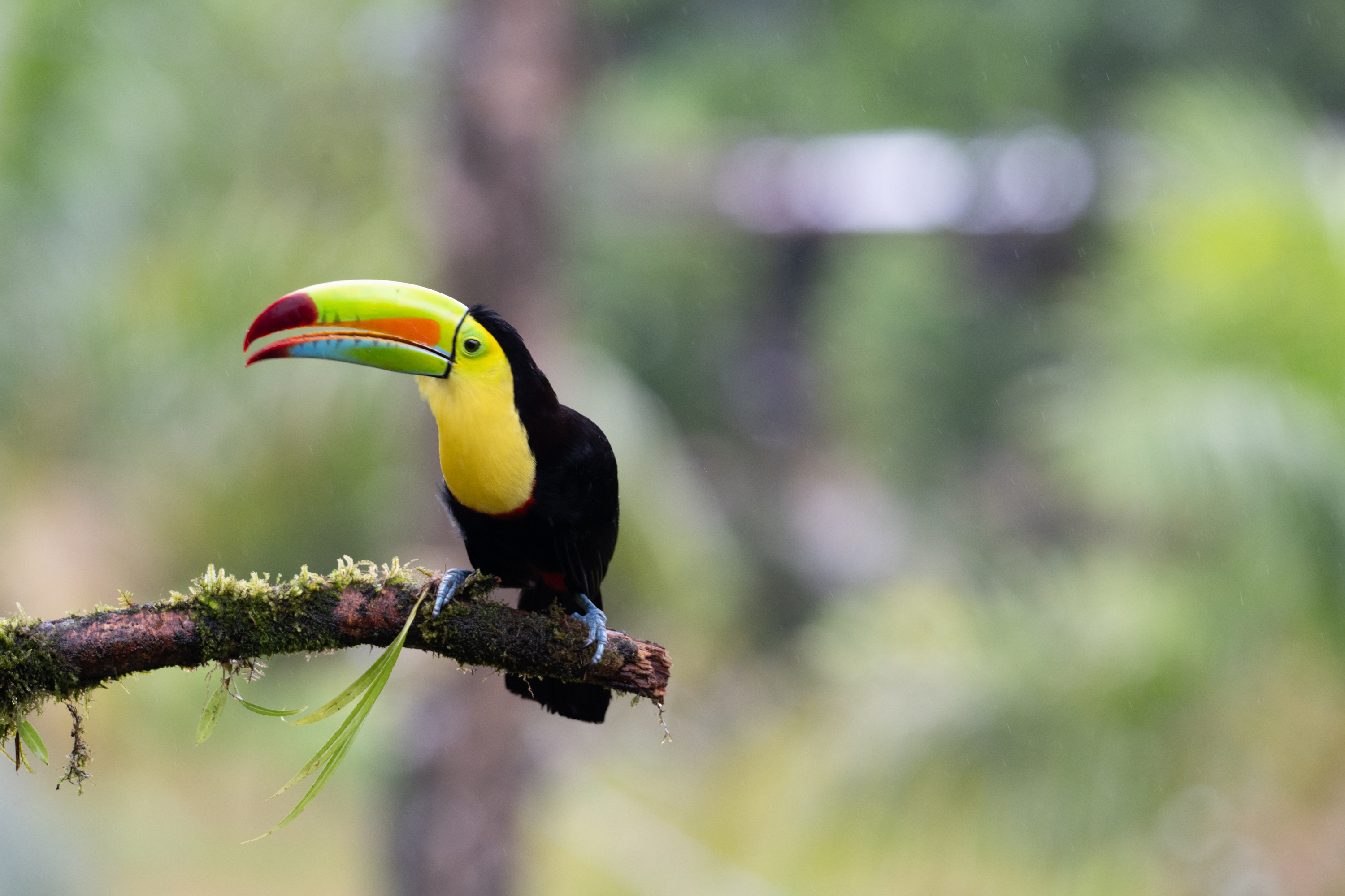 A colorful toucan perched on a moss-covered branch, showcasing its vibrant yellow, black, and green feathers.