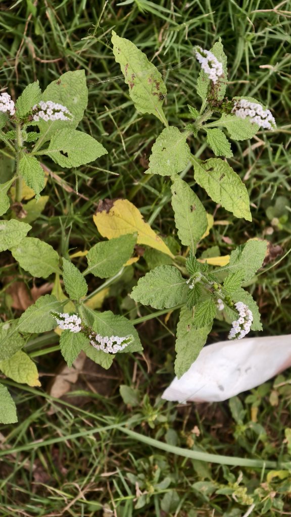 A close-up view of green leaves with various textures, featuring small clusters of white flowers.