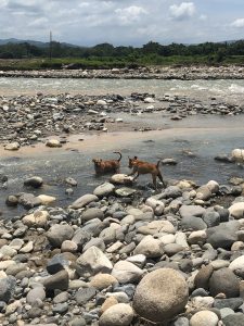 
Two dogs play in a shallow river surrounded by smooth, round stones