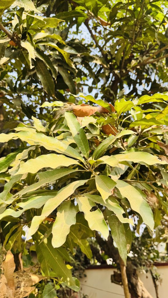 A close-up looking up through dense mango tree leaves, with sunlight filtering through and a few dry leaves among the green.