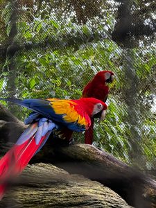 Two vibrant macaws resting on a branch, displaying their brilliant red, blue, and yellow feathers in a lively natural scene.