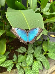 This image shows a blue butterfly resting on a green leaf in a natural environment. Its wings are open, displaying bright blue colors with dark edges. Surrounding it are large green leaves and plants, creating a fresh and vibrant atmosphere.