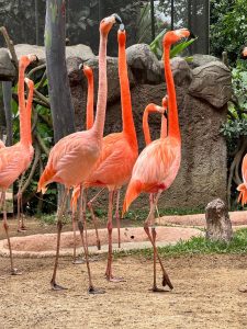 A group of pink flamingos standing together in a zoo habitat in Mexico, surrounded by rocks, greenery, and natural ground.