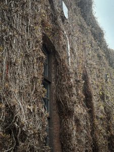 A brick wall covered with dry vines and a window on the left, at Ivy Square in Okayama.
